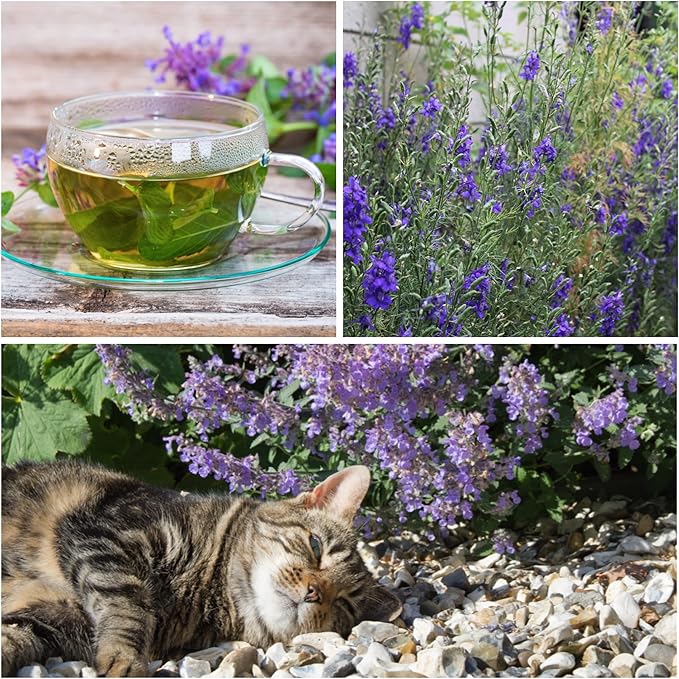 Seed Needs, Catmint Seeds for Cats - 600 Heirloom Seeds for Planting Nepeta mussinii - Perennial Flowering Medicinal Herb Non-GMO & Untreated (1 Pack)