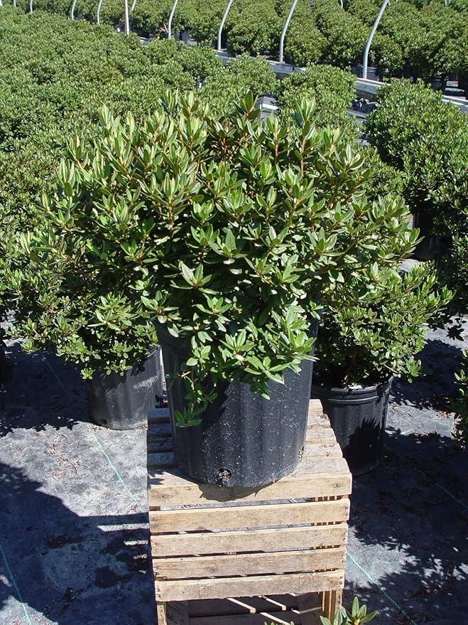 Rhododendron X 'Purple Gem' (Rhododendron) Evergreen, bluish purple flowers, #2 - Size Container