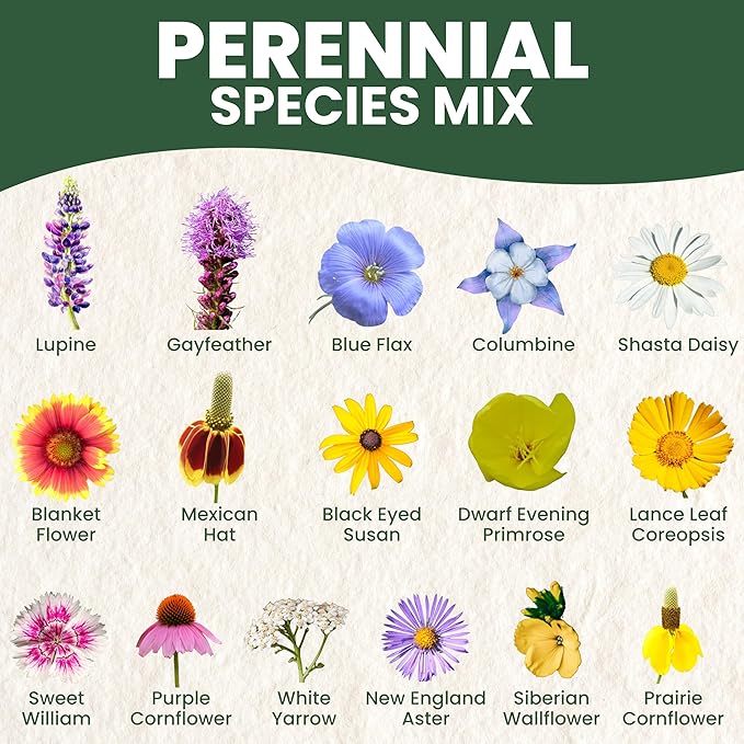 Perennial Species Mix - Large 1 Ounce Packet - 15,000 Flower Seeds for Planting - Wildflower Mix