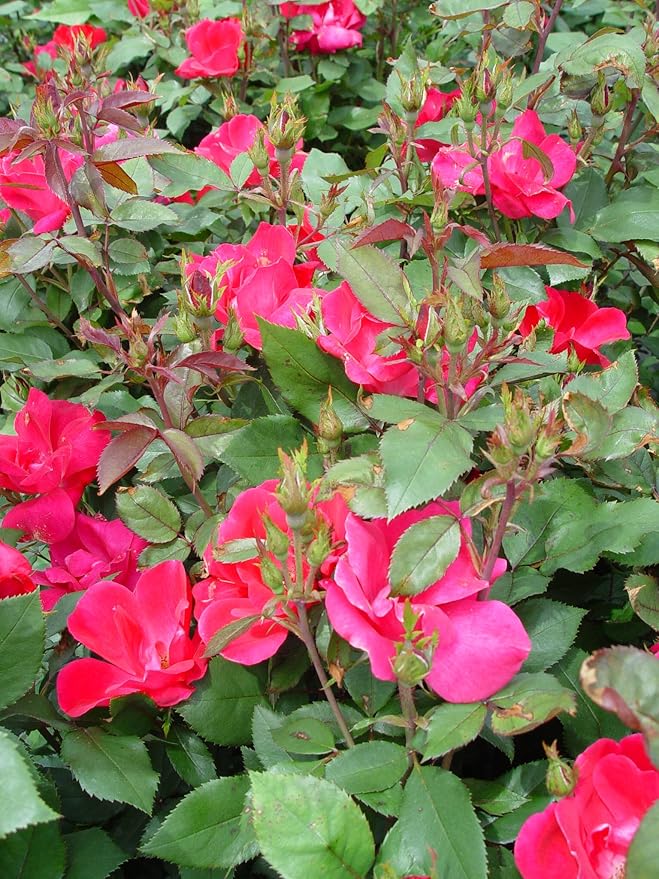 Knock Out Roses - Rosa Knock Out Pink (Rose) Rose, pink flowers, #2 - Size Container