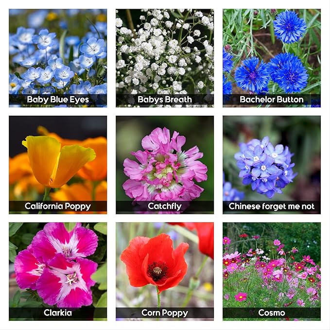 NatureZ Edge Wildflower Seeds Mix – 2 Oz, 85,000 Seeds, 35 Variety Perennial & Annual Flower Seeds to Plant Outside, Bulk Wildflower Seeds, Wild Flower, Semillas de Flores