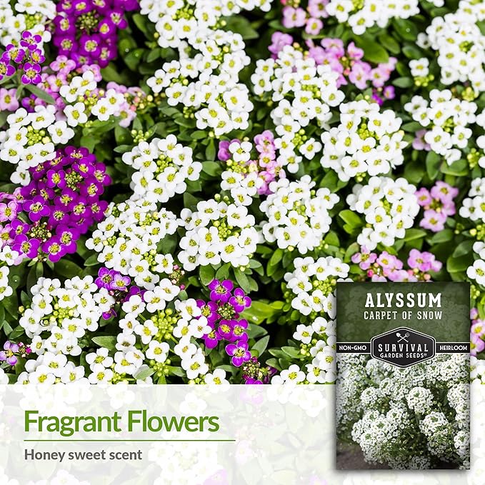 1 Pack Carpet of Snow Alyssum Seed for Planting with Instructions to Grow Lobularia Maritima in Your Home Flower or Vegetable Garden - Non-GMO Heirloom Lobularia Seeds - Survival Garden Seeds