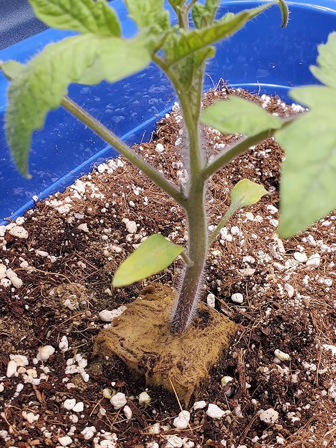 Voulosimi Horticultural Organic Perlite Soil Amendment for Plants and Enhanced Drainage Enhanced,Indoor & Outdoo (25QT, 3/8 inch)