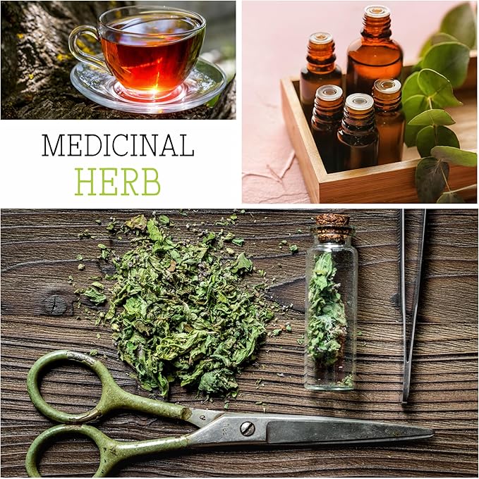 Seed Needs Wormwood Seeds for Planting - Non-GMO, Heirloom & Untreated Perennial Herb - Medicinal Herbs for Digestion & Gut Health (5 Packs)