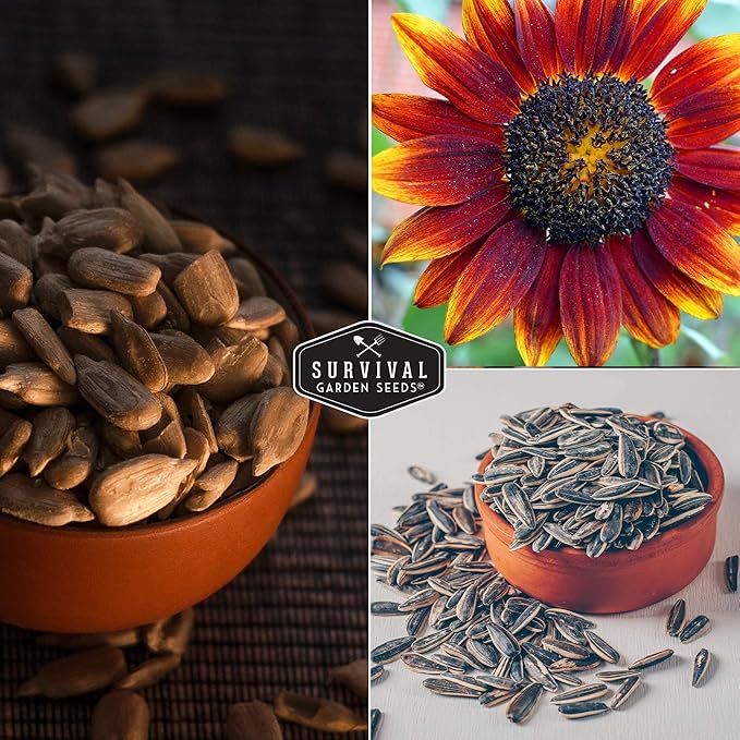 Survival Garden Seeds - Autumn Beauty Sunflower Seed for Planting - 5 Packs with Instructions to Plant and Grow Beautiful and Colorful Flowers in Your Home Vegetable Garden - Non-GMO Heirloom Variety
