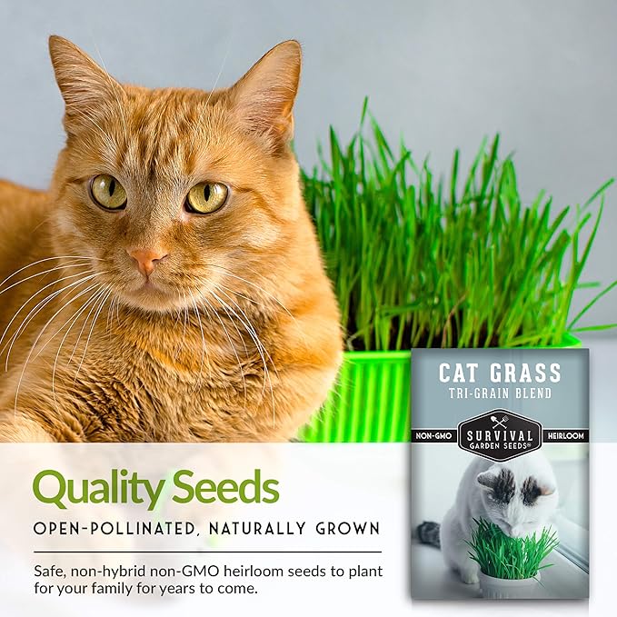 Cat Grass Seed for Planting - 2 Packets with Instructions to Plant & Grow Greens for Your Pet Indoors or Outdoors in a Container or Garden - Non-GMO Heirloom Variety - Survival Garden Seeds