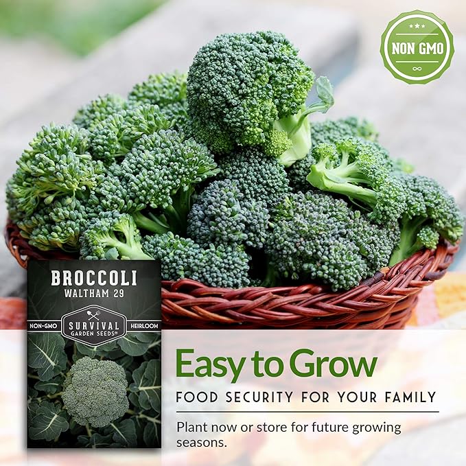 Waltham 29 Broccoli Seed for Planting - Packet with Instructions to Plant & Grow Cool Weather Broccoli in Your Home Vegetable Garden - Non-GMO Heirloom Variety - Survival Garden Seeds - 2 Pack