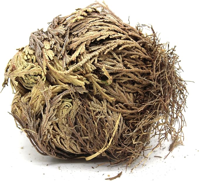 Govinda - Rose of Jericho Flower - Pack of 6