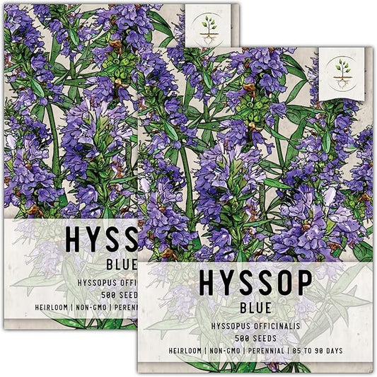 Seed Needs, Blue Hyssop Seeds - 500 Heirloom Seeds for Planting Hyssopus officinalis - Medicinal Herb for an Indoor/Outdoor Garden, Non-GMO & Untreated (2 Packs)