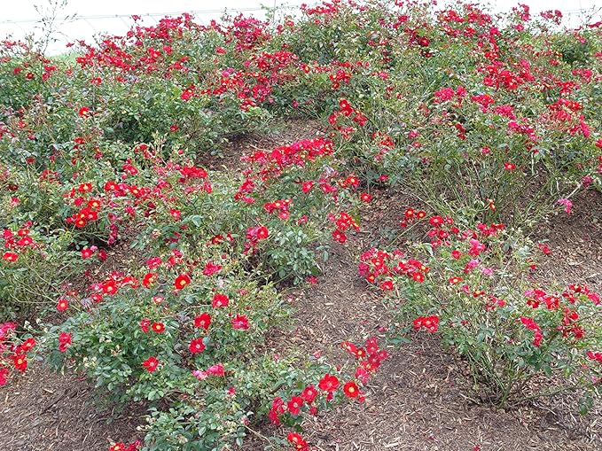 Green Promise Farms Rosa Carpet (Ground Cover) Rose, 2 Size Container, red flower