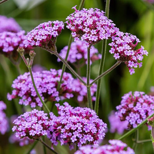 Outsidepride 5000 Seeds Perennial Verbena Bonariensis Purpletop Vervain Flower Seeds for Planting