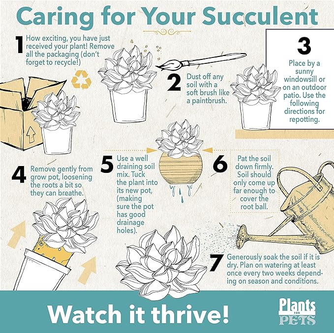 Variegated Portulacaria Afra Live Plants Indoor Plants, Succulents Plants Live Hanging Plants, Hanging Planter Basket Succulent Gift, Live Succulents Plants Live Houseplants by Plants for Pets