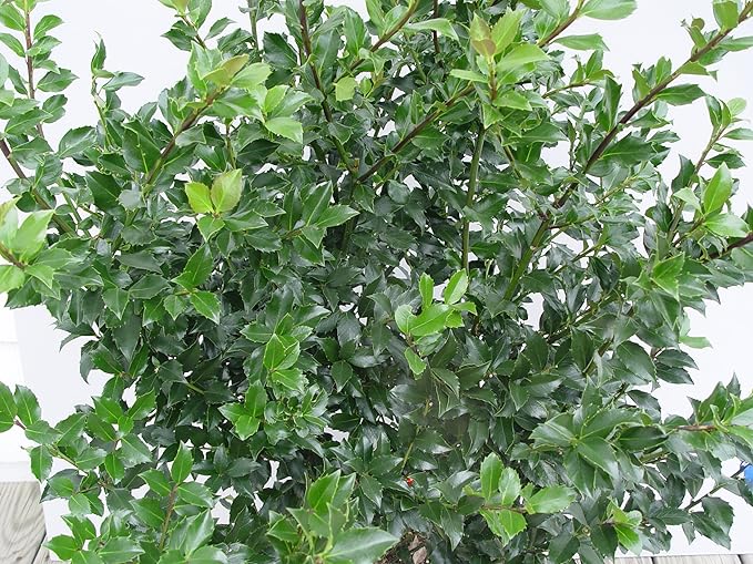 Ilex X meserveae 'Blue Maid' (Blue Holly) Evergreen, #3 - Size Container