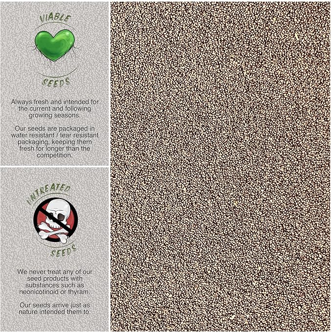 Seed Needs, Holy Basil Seeds - 500 Heirloom Seeds for Planting Ocimum Sanctum - Medicinal Tulsi Herb to Plant Indoors or Outdoors, Non-GMO & Untreated (2 Packs)