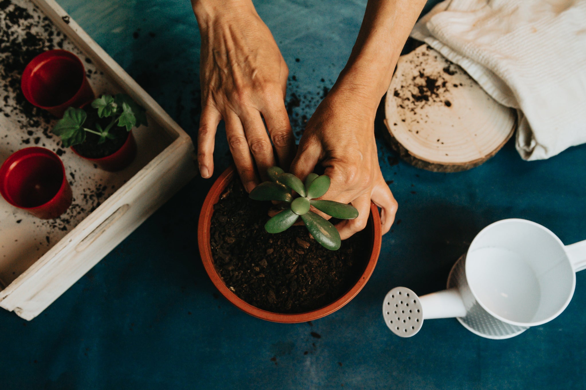 pot flower plant gardening