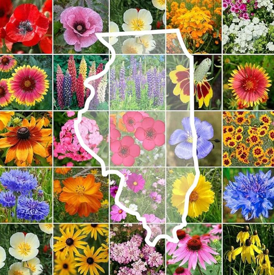 Grow Vibrant Wildflowers: Fill Your Garden with Beauty Using Eden Brothers Illinois Wildflower Mixed Seeds