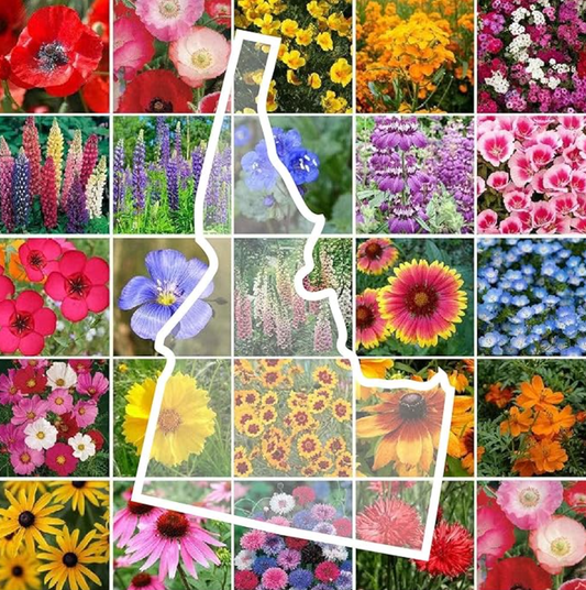 Grow Vibrant Wildflowers: Fill Your Garden with Beauty Using Eden Brothers Idaho Wildflower Mixed Seeds
