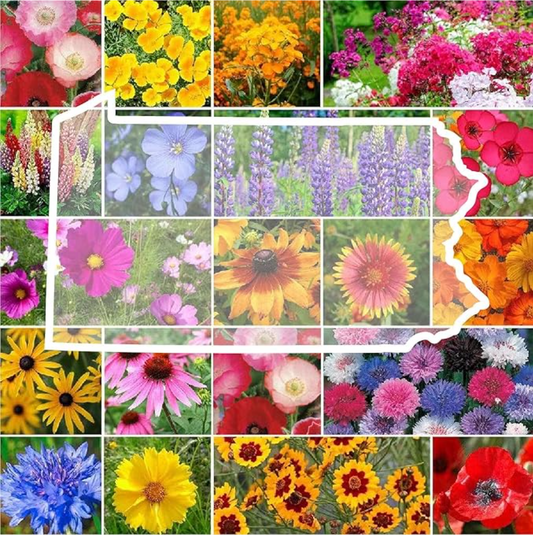 Attract Pollinators: Eden Brothers Pennsylvania Wildflower Mix