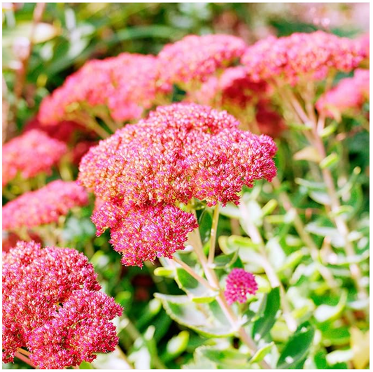 A Gardener's Delight: Sedum Seeds Showy Stonecrop