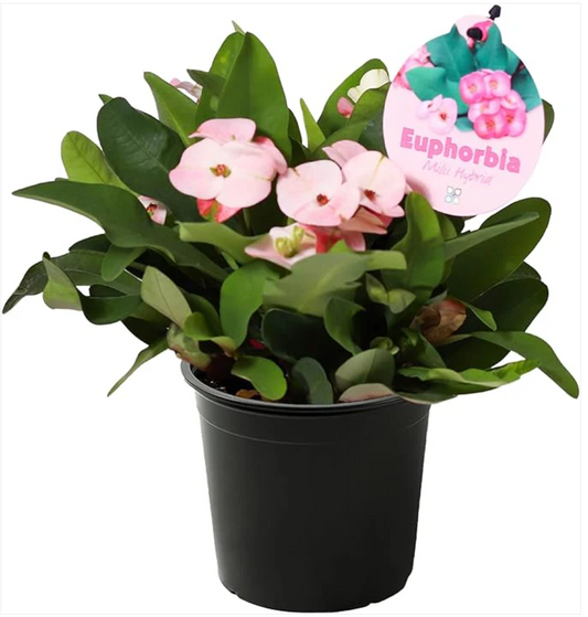 Resilient Beauty: Live Crown of Thorns (Euphorbia Milii) for Effortless Home Décor