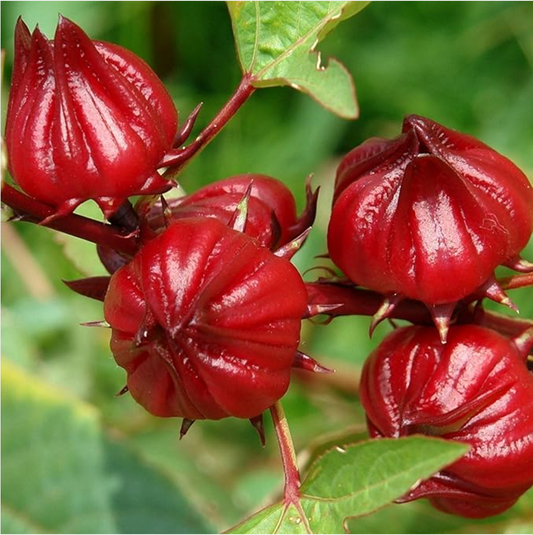 A Touch of Vibrancy: Grow Beautiful Red Roselle from Palm Beach Medicinal Herbs