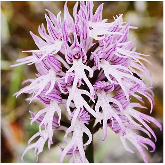 A Touch of Exotic Charm: Grow the Unique Naked Man Orchid with CHUXAY GARDEN Seeds