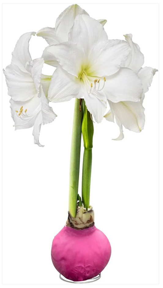 Effortless Winter Blooms: The Magical Waxed Amaryllis Bulb
