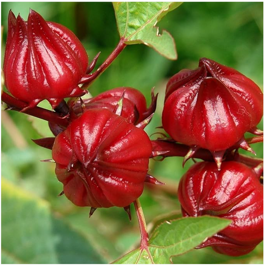 A Touch of Vibrancy: Grow Beautiful Red Roselle from Palm Beach Medicinal Herbs