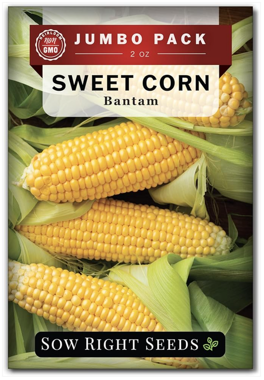 Grow Loads of Tall, Sweet Yellow Corn with Sow Right Seeds - Bantam Sweet Corn Seed!