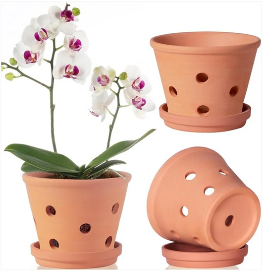 Optimal Root Health: Orceler 6 inch Terracotta Orchid Pots with Holes and Saucers!