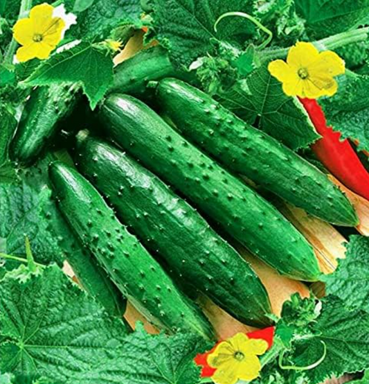 Harvest Early Pickles: Seeds Vegetable Cucumber April F1 Self-Pollinated 45 Days Heirloom!