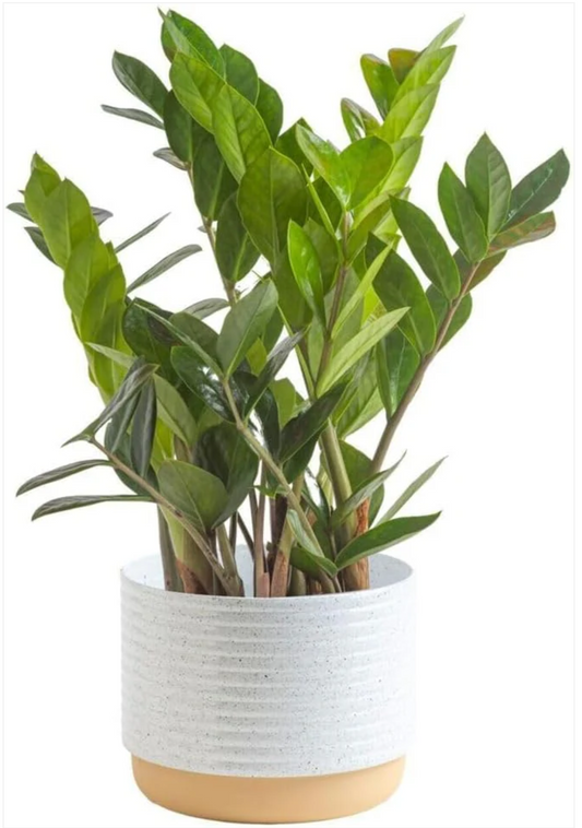 Instant Elegance and Ease: The Costa Farms ZZ Plant in a Modern Decor Planter!