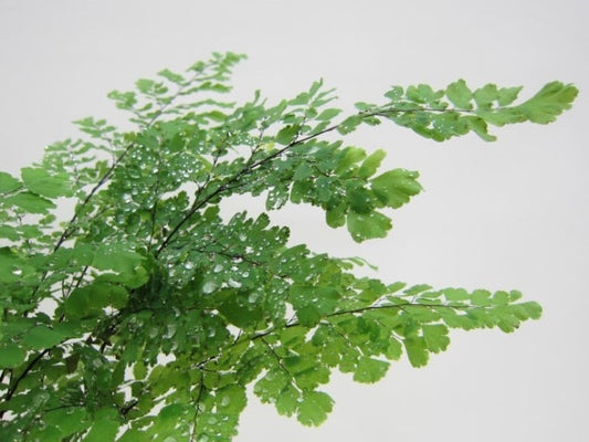 Adiantum raddianum thriving in a humid indoor setting with lacy foliage