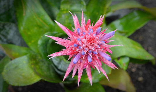 Aechmea fasciata thriving in a bright indoor setting with exotic foliage