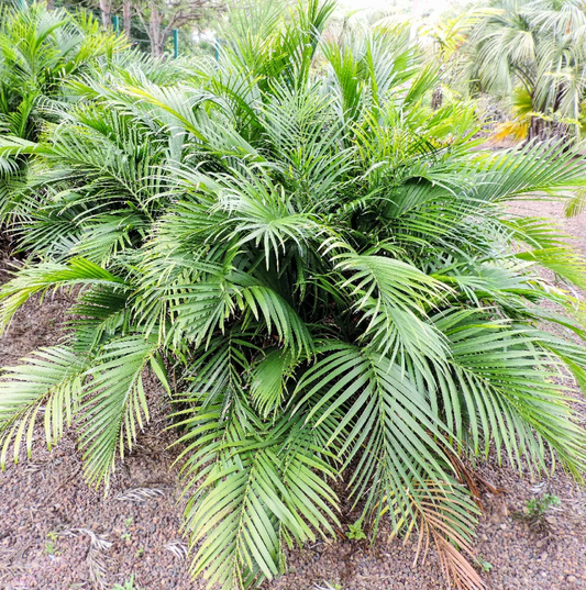 Chamaedorea Cataractarum Elegance: Your Guide to Care and Tropical Serenity