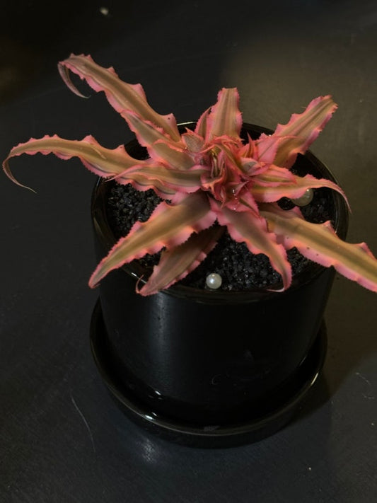 Cryptanthus bivittatus thriving in a bright indoor setting with colorful foliage