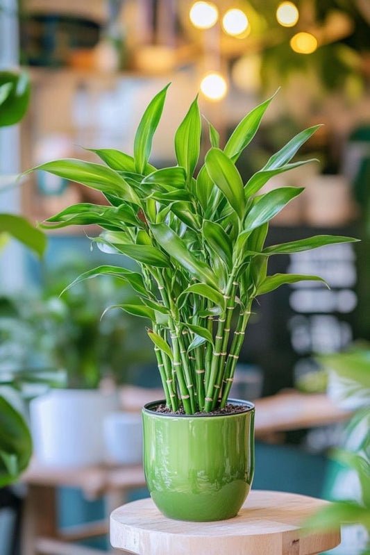 Vibrant Dracaena sanderiana with green stems in a water-filled vase