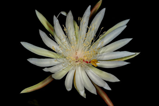 Epiphyllum oxypetalum thriving in a bright indoor setting with cascading stems