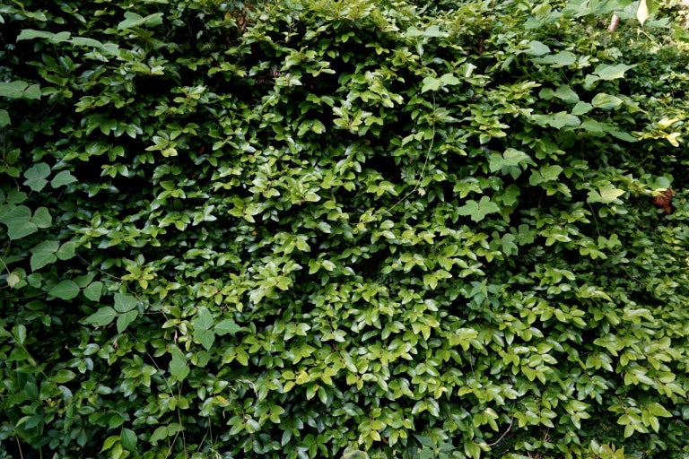 Ficus pumila thriving in a bright indoor setting with creeping foliage on a trellis