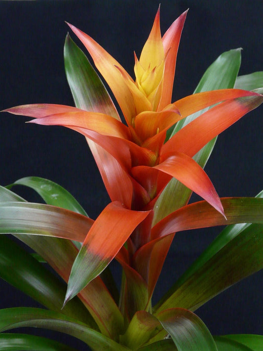 Guzmania lingulata thriving in a bright indoor setting with colorful foliage
