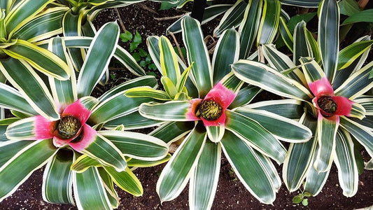 Neoregelia carolinae thriving in a bright indoor setting with colorful foliage