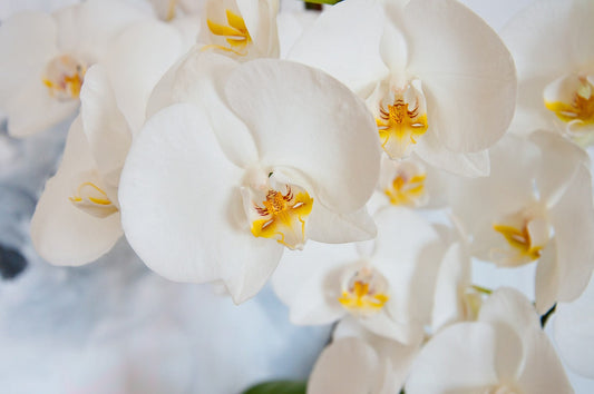 Vibrant Phalaenopsis orchid with white flowers and glossy green leaves in a decorative pot