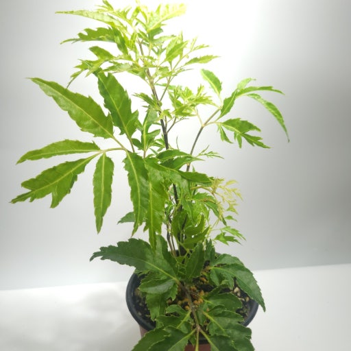 Polyscias fruticosa thriving in a bright indoor setting with lush foliage
