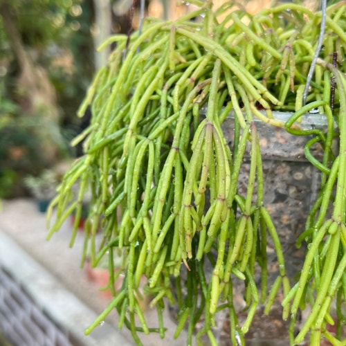 Rhipsalis baccifera thriving in a bright indoor setting with slender, spaghetti-like stems