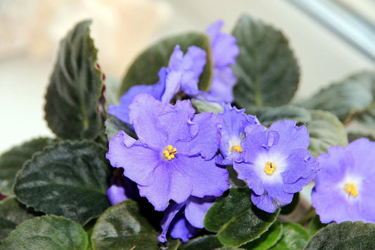 Saintpaulia ionantha thriving in a bright indoor setting with colorful blooms