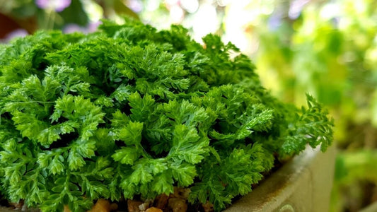 Selaginella Kraussiana Enchantment: Your Guide to Care and Spikemoss Serenity