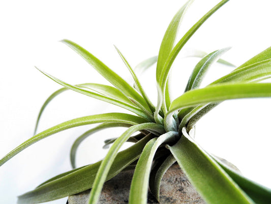 Vibrant Tillandsia ionantha with silvery-green rosette in a decorative glass orb