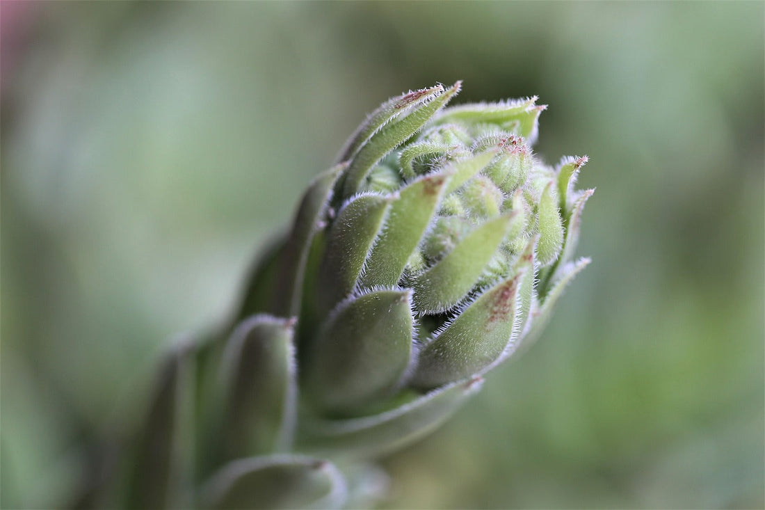 Sempervivum tectorum thriving in a rock garden with clustered rosettes