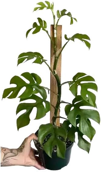Premium Mini Monstera Potting Mix - Hand-Crafted with Optimal Nutrients for Healthy Growth by Gardenera - 1 Quart