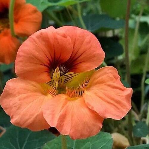 Outsidepride Tropaeolum Nasturtium Vesuvius Climbing, Vining, Flowering, Plants for Trellis, Fences, Arbors & More - 200 Seeds